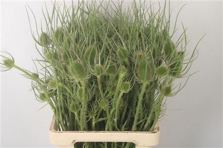 <h4>Dipsacus X10</h4>