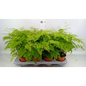 Adiantum raddi. 'Fragrans'