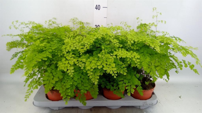 <h4>Adiantum raddi. 'Fragrans'</h4>