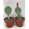 OPUNTIA