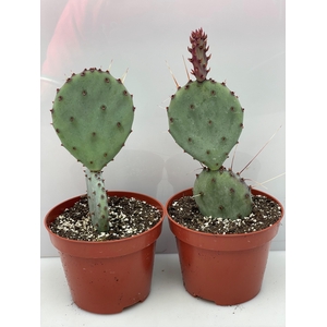 OPUNTIA