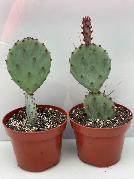 <h4>OPUNTIA</h4>
