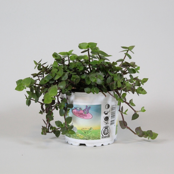 <h4>Calissia repens in bedrukte pot</h4>