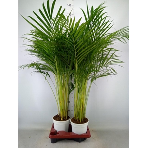 Dypsis lutescens   ...Chrysalidoca