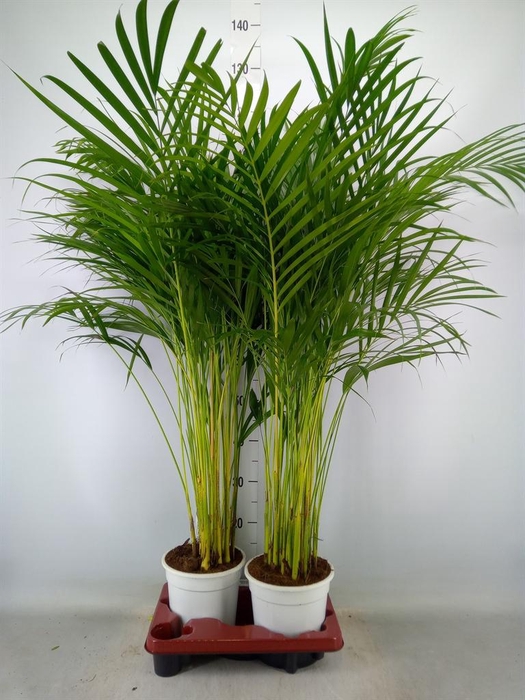 <h4>Dypsis lutescens   ...Chrysalidoca</h4>