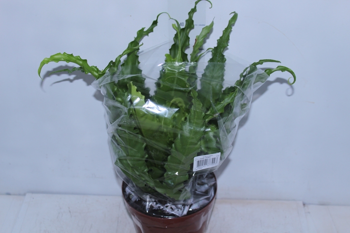 <h4>ASPLENIUM OSAKA CRESPO P19</h4>