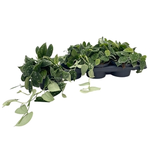 SCIND PICT SILVE ANN