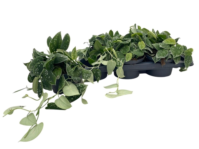 <h4>SCIND PICT SILVE ANN</h4>