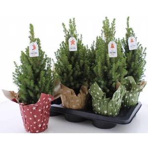 PICEA GL PERFECTA