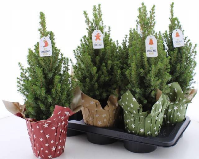 <h4>PICEA GL PERFECTA</h4>