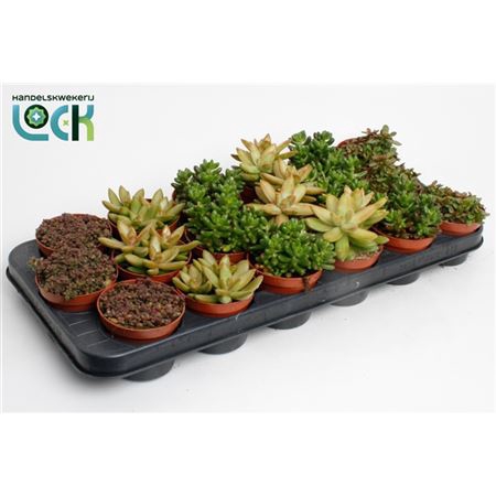 <h4>Sedum Mix</h4>