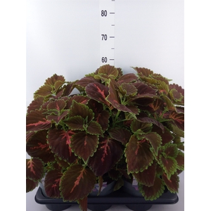 Plectranthus col.   ...