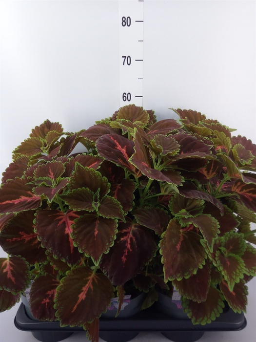 <h4>Plectranthus col.   ...</h4>