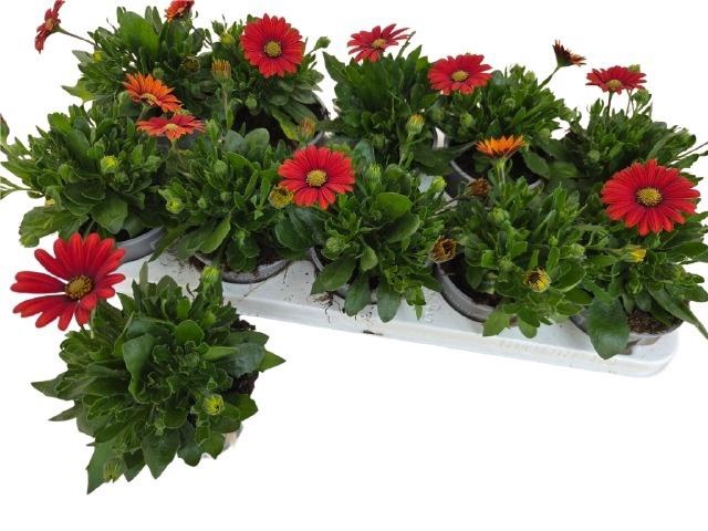 <h4>OSTEO FP RED</h4>