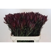Leucadendron Saf Sunset Dark Red