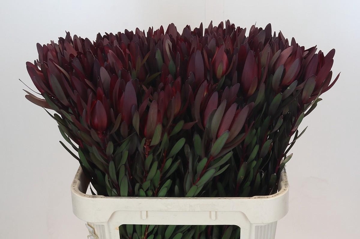 <h4>Leucadendron Saf Sunset Dark R.</h4>