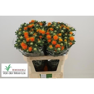 Carthamus Zanzibar Extra 70cm