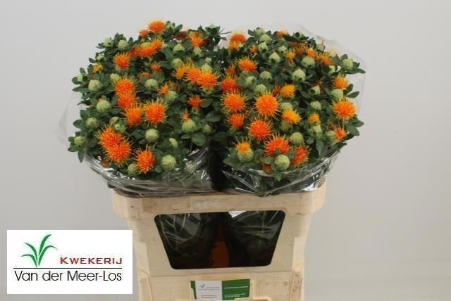<h4>Carthamus Zanzibar Extra 70cm</h4>