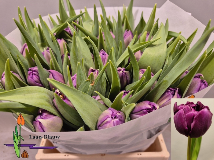 <h4>TU DU PYTHON</h4>