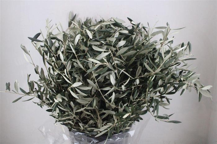 <h4>Olive 400gr P/b</h4>