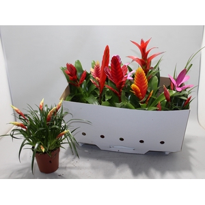 BROMELIA GEM 10 SRT
