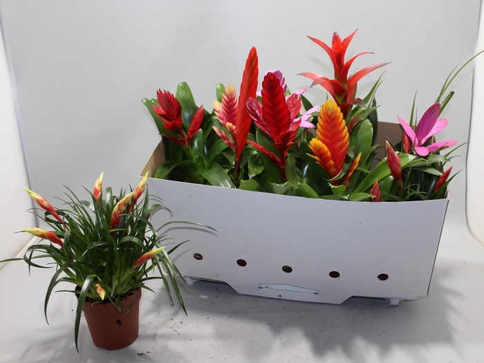 <h4>BROMELIA GEM 10 SRT</h4>