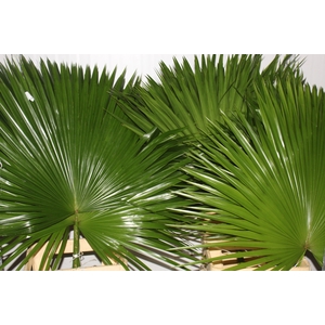 FOLHAGEM PALMEIRA LATANIA