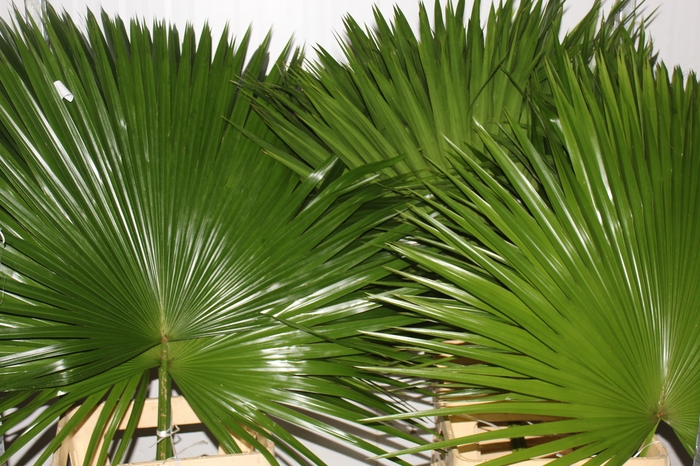 <h4>FOLHAGEM PALMEIRA LATANIA</h4>