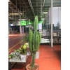 Euphorbia overig