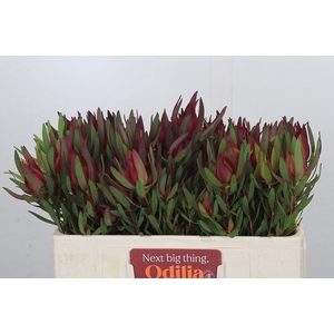 Leucadendron Saf Sunset Dark R.Spray