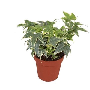 Hedera helix Yellow Ripple - zonder rankje