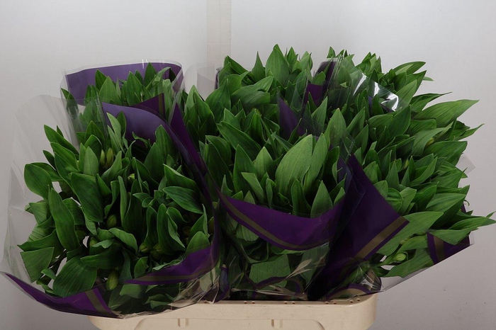 <h4>Alstr Gigi Cream</h4>