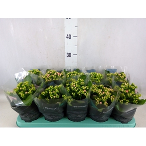 Kalanchoe blos. 'Serenity Pinkwhite