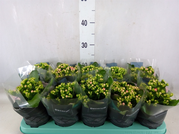 <h4>Kalanchoe blos. 'Serenity Pinkwhite</h4>