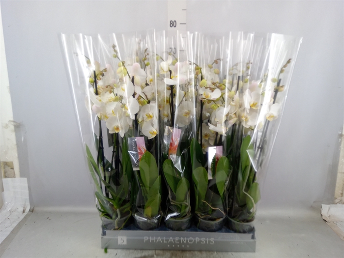 <h4>Phalaenopsis   ...white</h4>