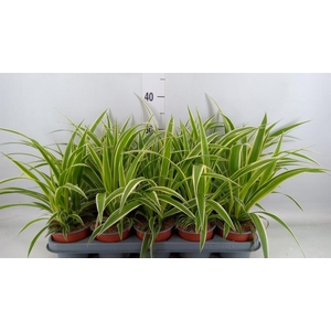 Chlorophytum com.