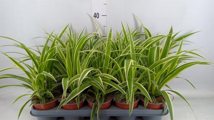 <h4>Chlorophytum com.</h4>