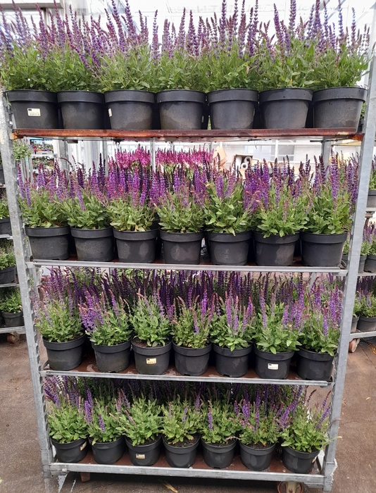 <h4>SALVIA NE OSTFRIESL</h4>