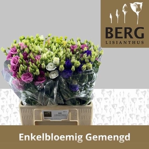 EUS E GEM IN FUST