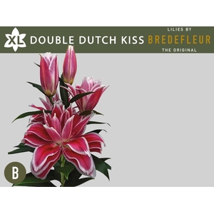 LI OR DU OVERIG Double Dutch Kiss 5+