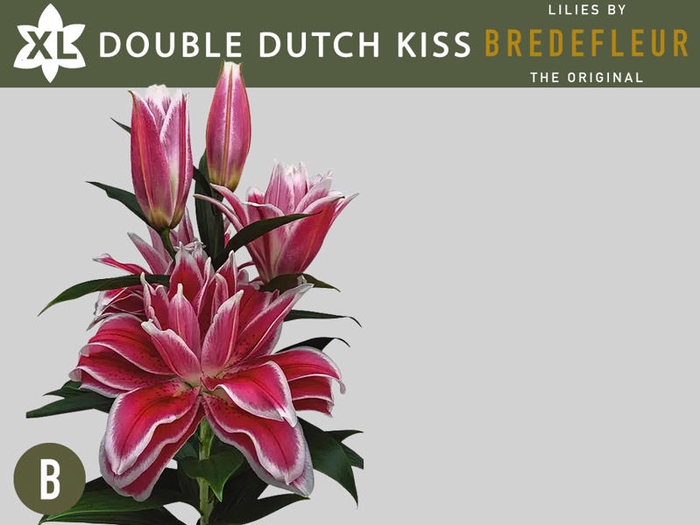 <h4>LI OR DU OVERIG Double Dutch Kiss 5+</h4>