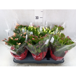 Schlumbergera   ...mix 3