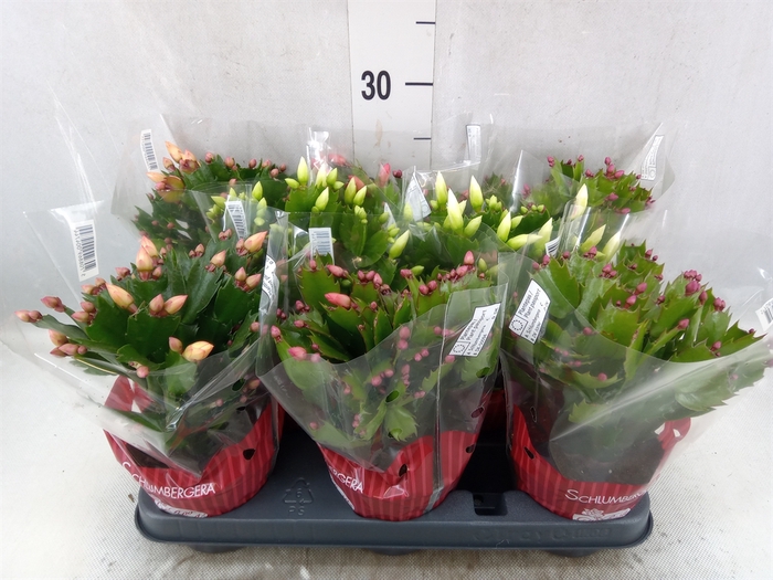 Schlumbergera   ...mix 3