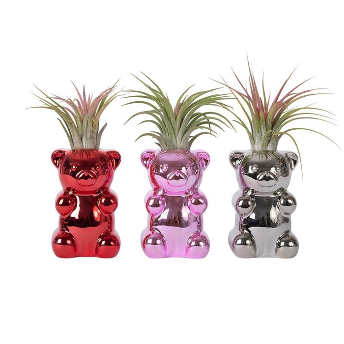 <h4>TILLANDSIA IONANTHA</h4>