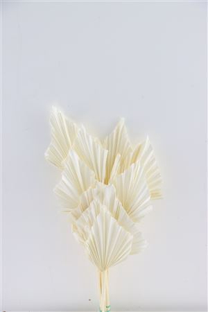 Dried Palm Spear 10pc Bleached Bunch