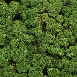 Reindeer moss preserved moss green