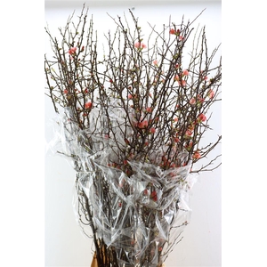 Chaenomeles X Superba Ca.150/160cm