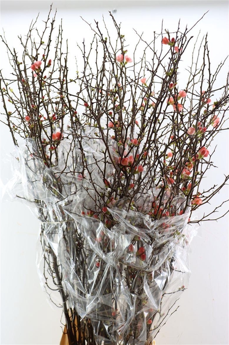 <h4>Chaenomeles X Superba Ca.150/160cm</h4>