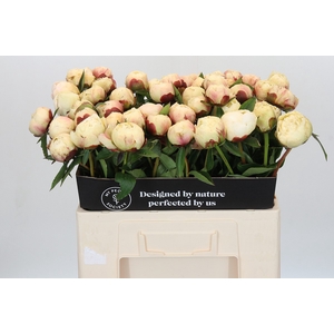 Paeonia Ann Cousins