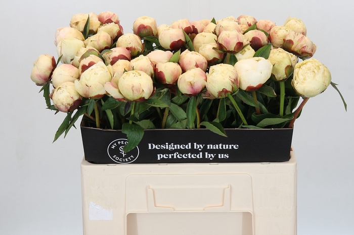 <h4>Paeonia Ann Cousins</h4>